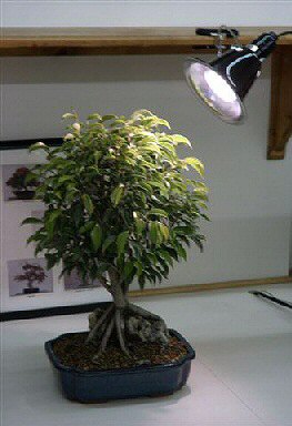 Grow Light Kit - 32 Watt Full Daylight Spectrum (fluorescent grow